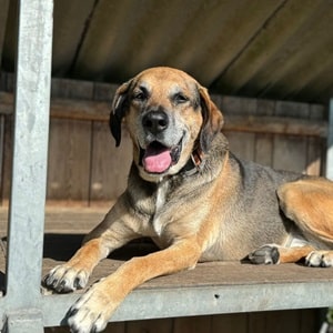 Ares