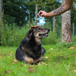 Nanuk I Schäferhund Mischling | Vorarlberger Tierschutzheim