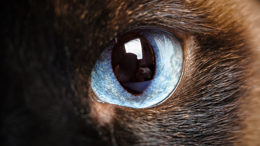 Die Augen unserer Heimtiere