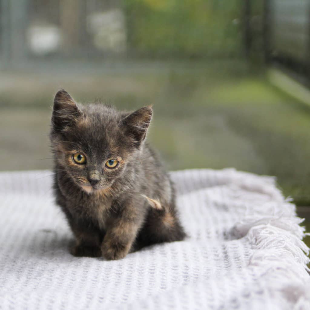 Katzenbabies & Jungkatzen