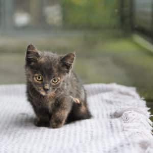 Katzenbabies | Vorarlberger Tierschutzheim