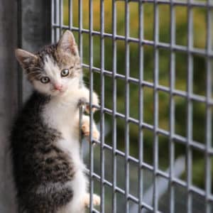 Katzenbabies | Vorarlberger Tierschutzheim