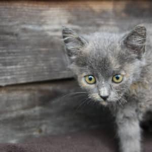 Katzenbabies | Vorarlberger Tierschutzheim
