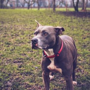 Mira | American Staffordshire Terrier | Vorarlberger Tierschutzheim