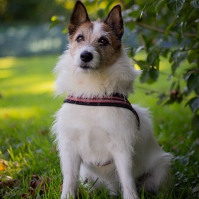 Kalle