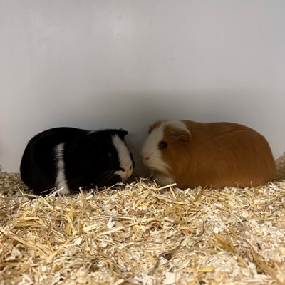 Oskar + Moritz