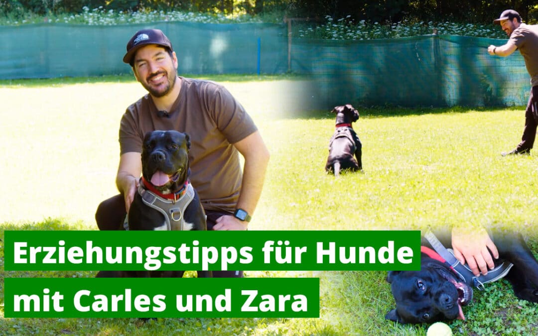 Hundebesitzer aufgepasst! Hilfreiche Tipps in unserem neuen Video!
