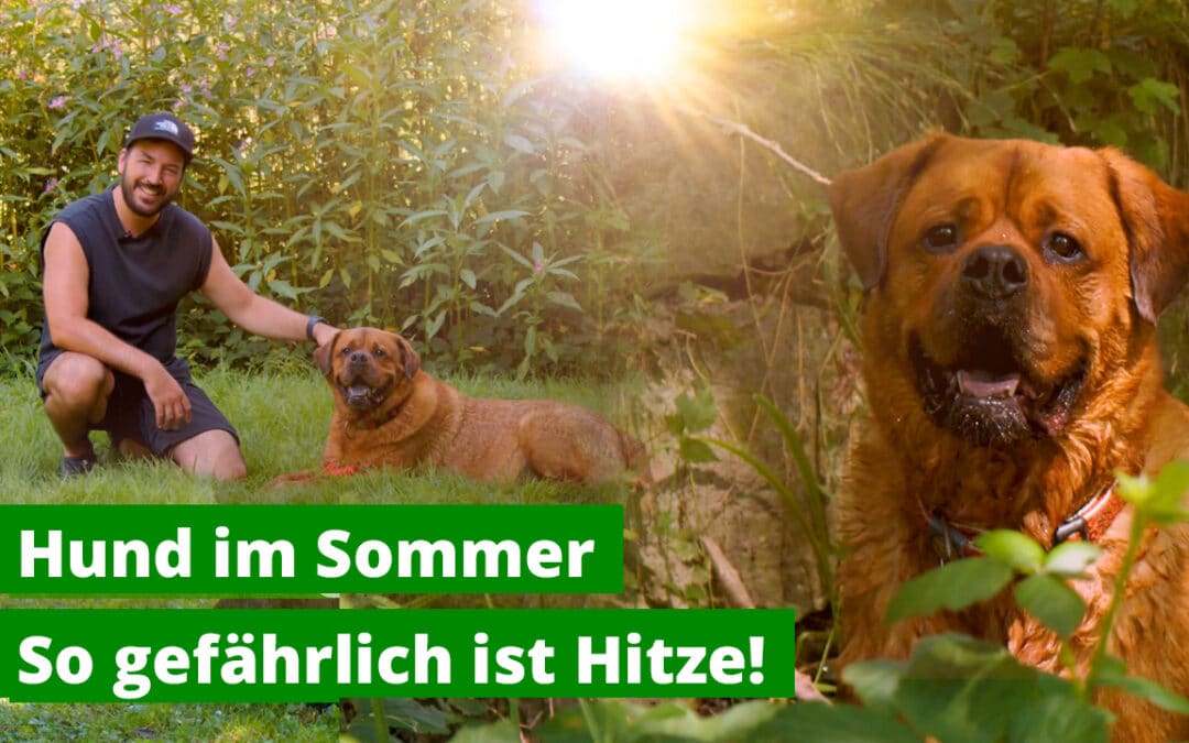 Hund im Sommer – Achtung bei Hitze!