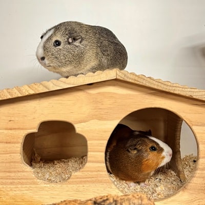 Prince+Elio