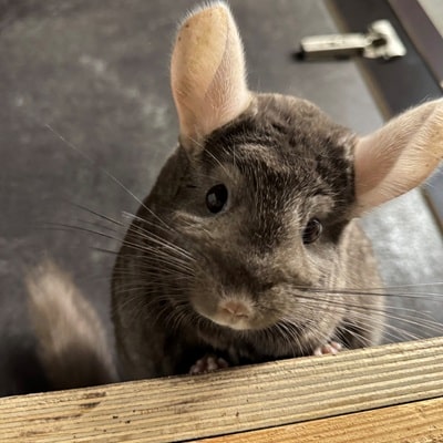 Chinchilla Gruppe