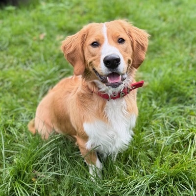 Chico