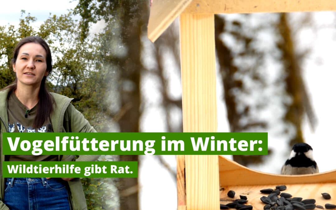 Vogelfütterung im Winter – Vorarlberger Wildtierhilfe gibt Rat