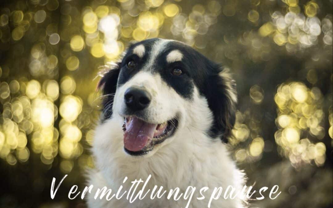 Vermittlungspause 08.12.2025 – 06.01.2026