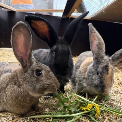 Gustav + Rudolf + Freddie