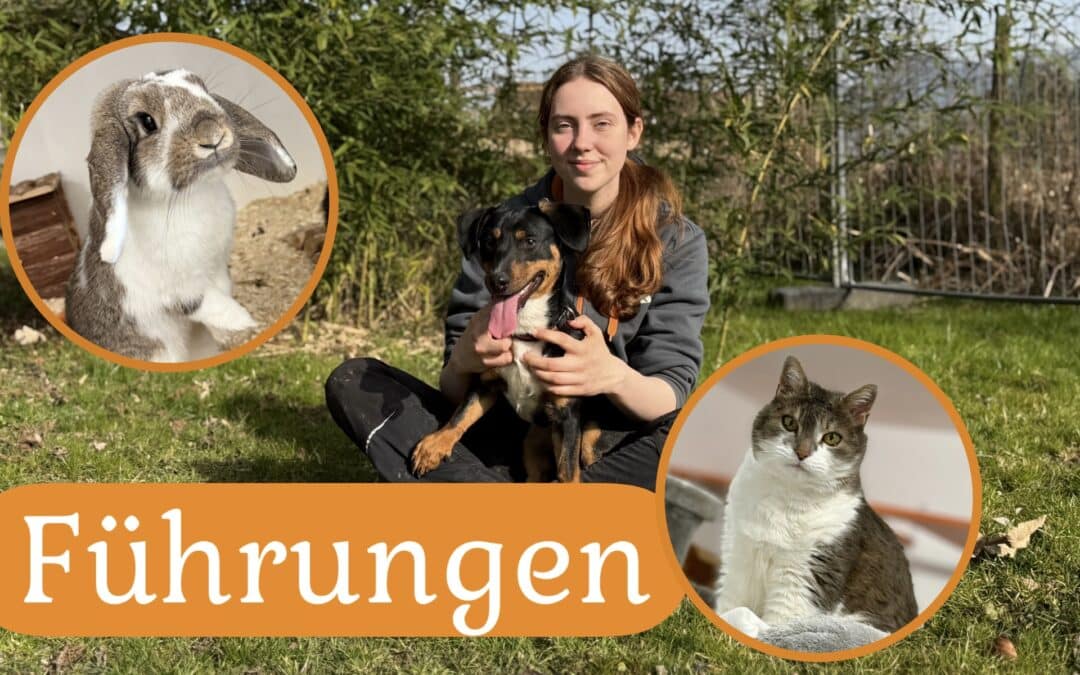 Komm uns besuchen! – Führungen im Vorarlberger Tierschutzheim