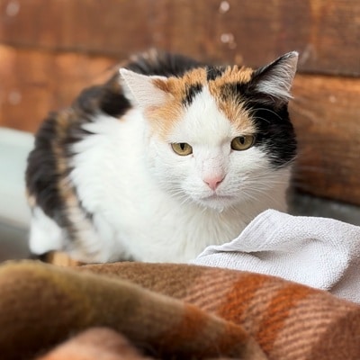Maja