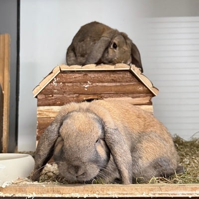 Knolle & Rübe