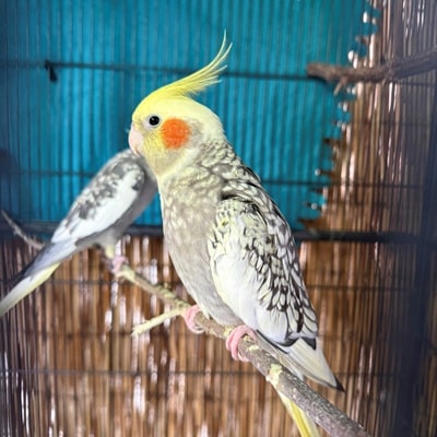 Tala