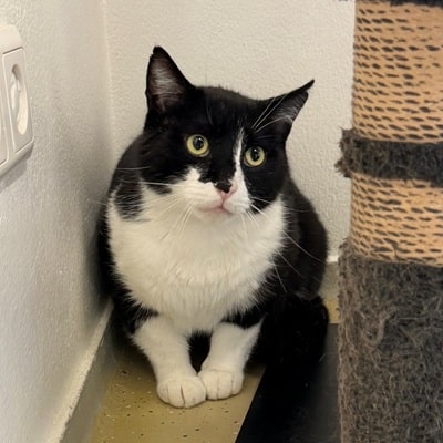 Pedro