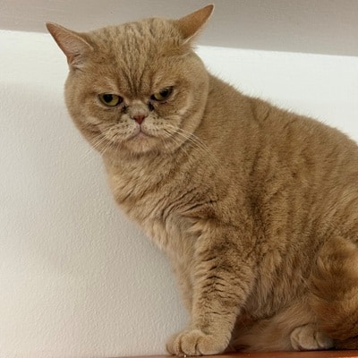 Simba