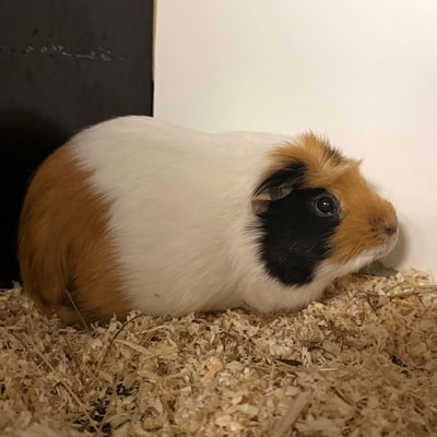 Pinky