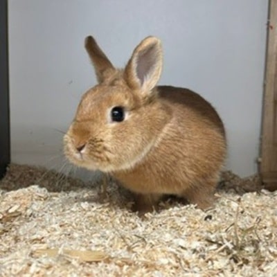Findik