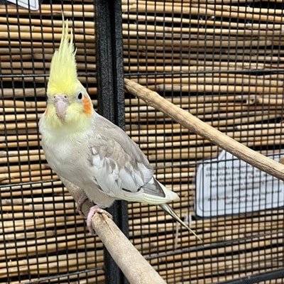 Ramses